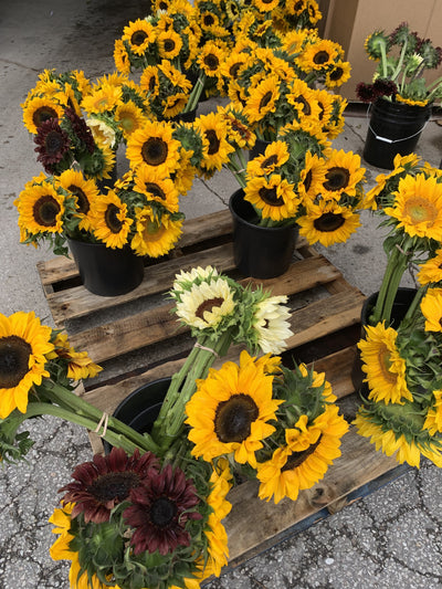 OUR SUNFLOWERS [1 ea]