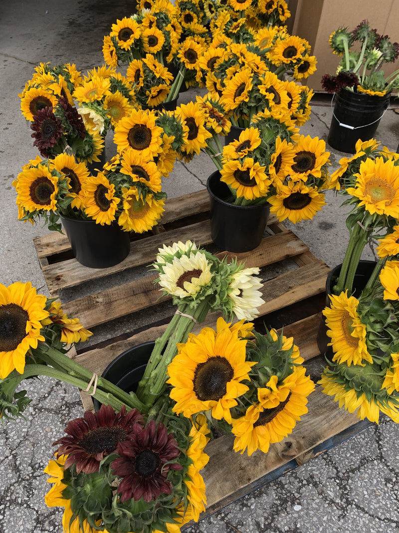 OUR SUNFLOWERS [1 ea]