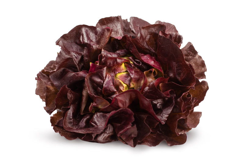 LETTUCE BOSTON RED [1 ea]