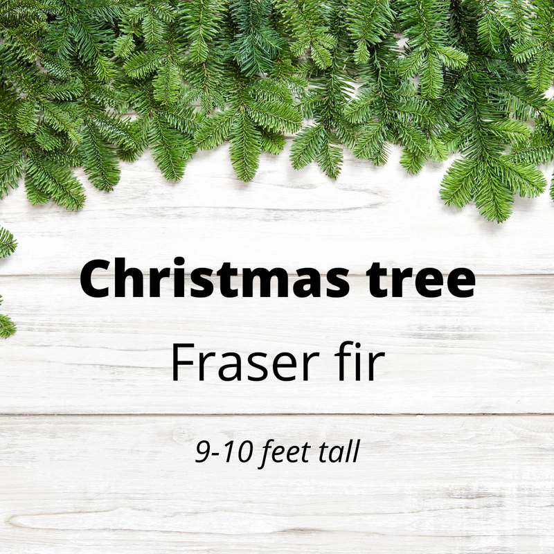 Christmas tree - Fraser Fir - 9 to 10 feet tall
