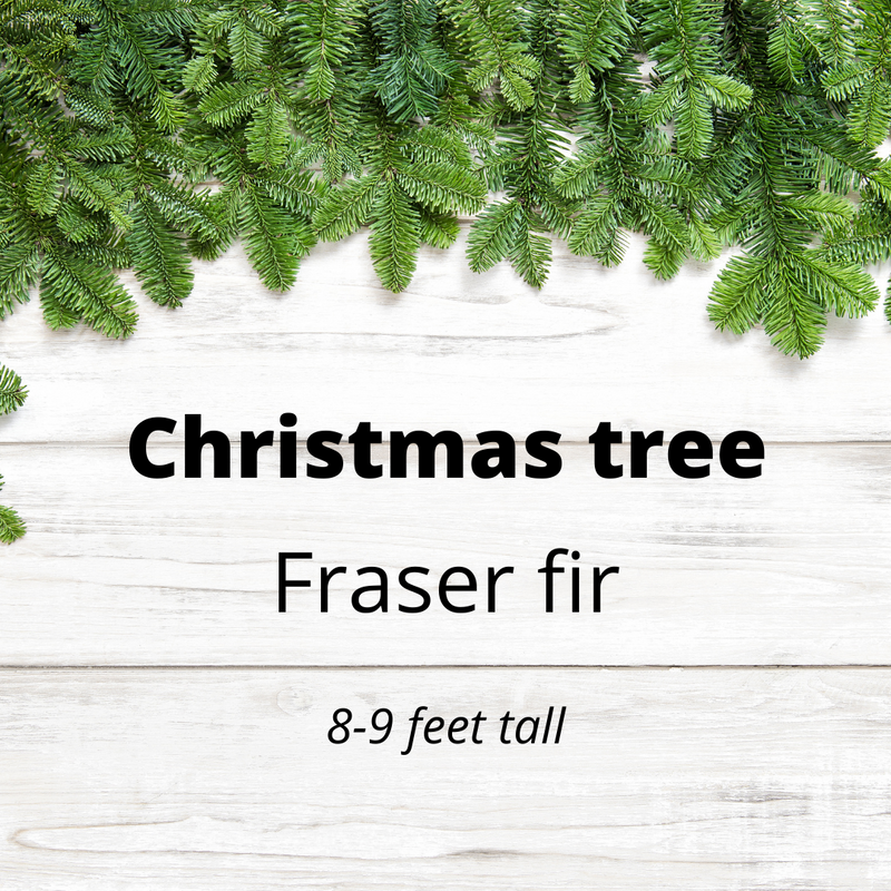 Christmas tree - Fraser Fir - 8 to 9 feet tall