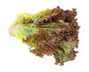 LETTUCE RED LEAF [1 ea]