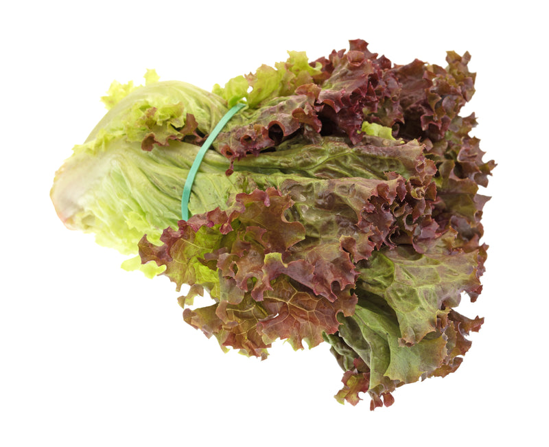 LETTUCE RED LEAF [1 ea]
