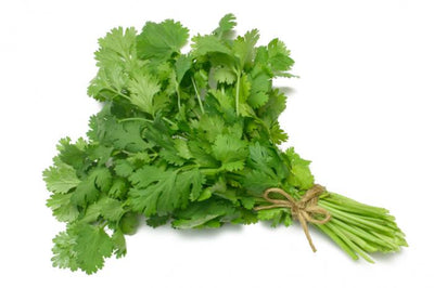 CILANTRO [1 ea]