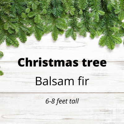 Christmas tree - Balsam Fir - 6 to 8 feet tall