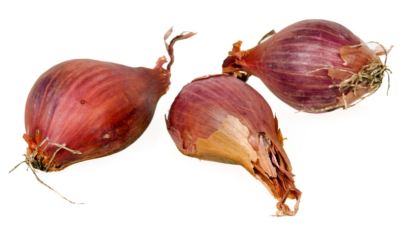 ONION SHALLOT