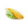 ONTARIO SWEET CORN [1 ea]