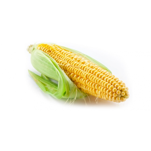 ONTARIO SWEET CORN [1 ea]