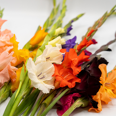 GLADS 1-4 STEMS [1 ea]