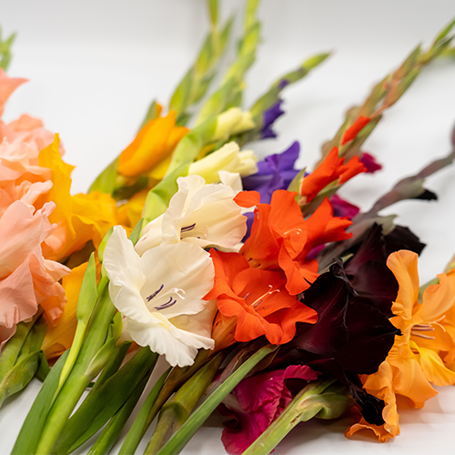 GLADS 1-4 STEMS [1 ea]