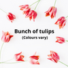 TULIP BUNCHES [1 pkg]