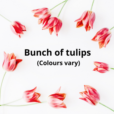 TULIP BUNCHES [1 pkg]