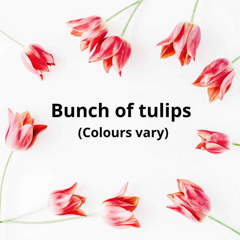TULIP BUNCHES [1 pkg]