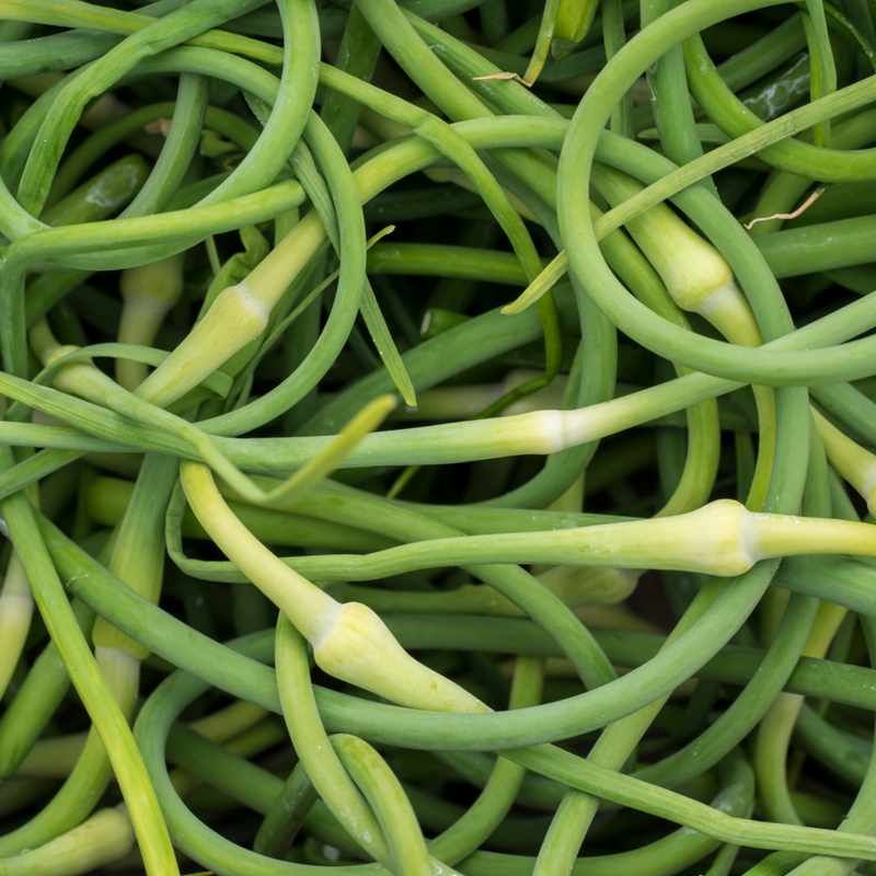 GARLIC SCAPES [1 pkg]
