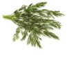 DILL [1 ea]