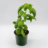 GOLDSMITH 4" BASIL [1 ea]