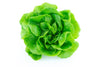 LETTUCE BOSTON GREEN [1 ea]