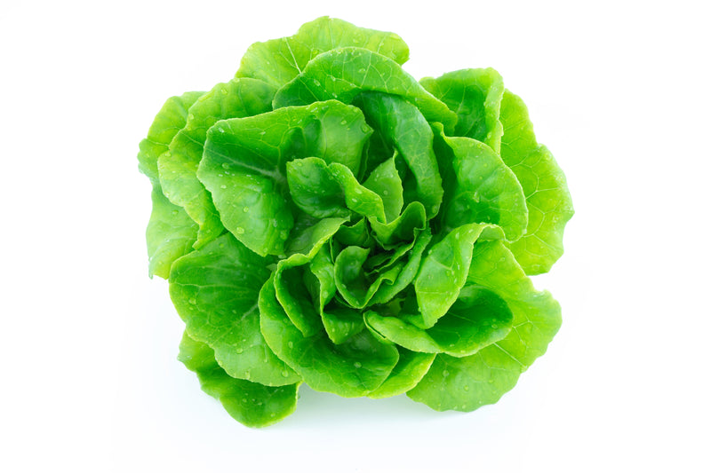 LETTUCE BOSTON GREEN [1 ea]